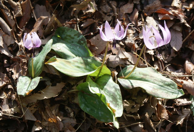 カタクリ 大津久カタクリの里 | 隠岐の宝物たち・ジオパークサイト一覧 | Oki